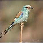 Абиссинская сизоворонка / Coracias abyssinicus