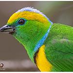 Golden-browed Chlorophonia / Chlorophonia callophrys