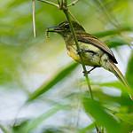 Dusky-tailed Flatbill / Ramphotrigon fuscicauda