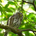 Albertine Owlet / Glaucidium albertinum