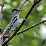Сероспинный бекард / Pachyramphus albogriseus