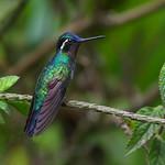 Purple-throated Mountaingem / Lampornis calolaemus