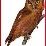 Сималурская сплюшка / Otus umbra