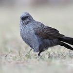 Снегирёвые сойки / Corcoracidae фото