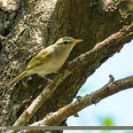 Large-billed Leaf Warbler / Phylloscopus magnirostris