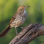 Длинноклювый пересмешник / Toxostoma longirostre