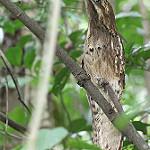 Длиннохвостый уратао / Nyctibius aethereus