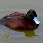 Blue-billed Duck / Oxyura australis