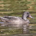 Freckled Duck / Stictonetta naevosa