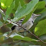 Pectoral Antwren / Herpsilochmus pectoralis