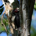 Northern Sooty Woodpecker / Mulleripicus funebris