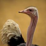 Somali Ostrich / Struthio molybdophanes