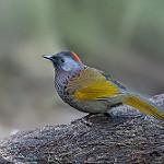 Ассамская кустарница / Trochalopteron chrysopterum