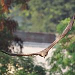 White-collared Kite / Leptodon forbesi