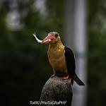 Brown-winged Kingfisher / Pelargopsis amauroptera