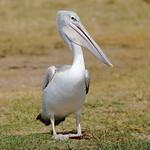 Розовоспинный пеликан / Pelecanus rufescens