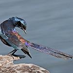 Пестрохвостый спрео / Lamprotornis mevesii