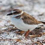 Вильсонов зуёк / Anarhynchus wilsonia