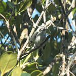 Bahia Antwren / Herpsilochmus pileatus