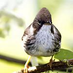 Бирманская юхина / Yuhina humilis