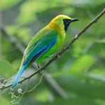 Борнейская листовка / Chloropsis kinabaluensis