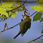 Blue-winged Warbler / Vermivora cyanoptera