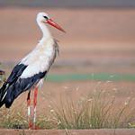 Аистовые / Ciconiidae фото