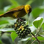 Крикливый бюльбюль / Chlorocichla laetissima