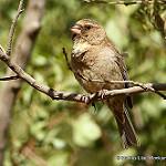 Protea Canary / Crithagra leucoptera