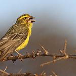 Northern Grosbeak-Canary / Crithagra donaldsoni