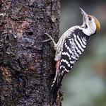 Коронованный дятел / Dendrocoptes auriceps