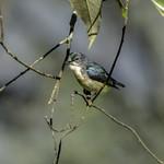 Dicaeum cambodianum
