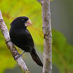 Никарагуанский просяночник / Sporophila nuttingi
