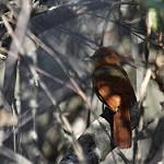 Henna-hooded Foliage-gleaner / Clibanornis erythrocephalus