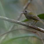 Flammulated Bamboo Tyrant / Hemitriccus flammulatus