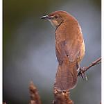 Broad-tailed Grassbird / Schoenicola platyurus