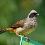 Белобровая кустарница / Pterorhinus perspicillatus