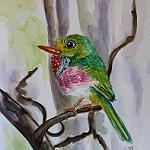 Cuban Tody / Todus multicolor