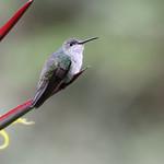 Green-and-white Hummingbird / Elliotomyia viridicauda