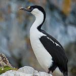 Антарктический баклан / Leucocarbo bransfieldensis