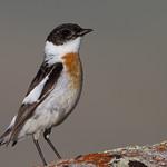 White-throated Bush Chat / Saxicola insignis
