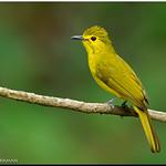 Yellow-browed Bulbul / Acritillas indica