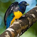 White-tailed Trogon / Trogon chionurus