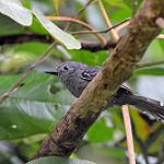 Rio de Janeiro Antbird / Cercomacra brasiliana