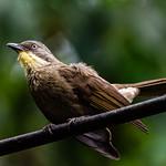 Рувензорский бюльбюль / Phyllastrephus cabanisi