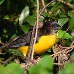 Черноспинный ткач / Ploceus bicolor