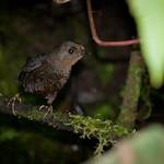 Колумбийский тапакуло / Scytalopus vicinior