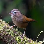 Indochinese Fulvetta / Fulvetta danisi