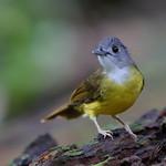 Yellow-bellied Bulbul / Alophoixus phaeocephalus