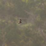 Pale-rumped Swift / Chaetura egregia